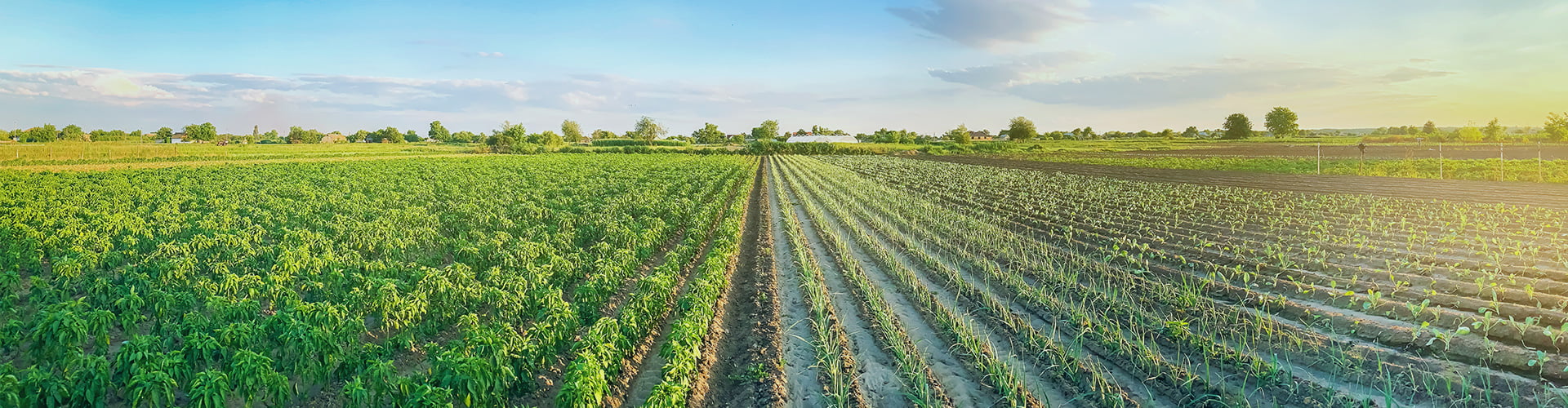 Agriculture area